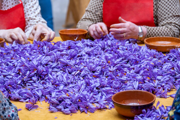 Obraz na płótnie Canvas Manual processing of saffron, a cooking spice.