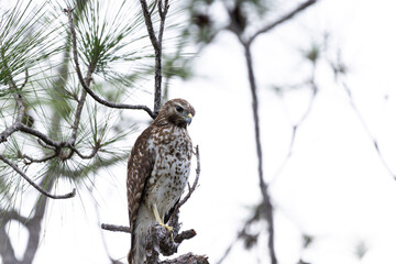 Red tailed hawk