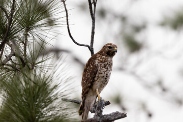 Red tailed hawk