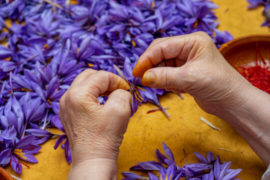 Manual processing of saffron, a cooking spice.
