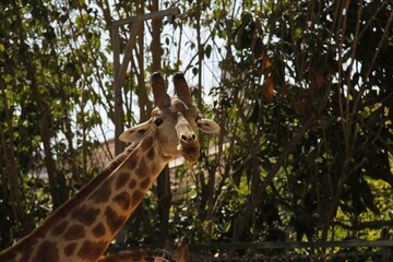girafa no zoo