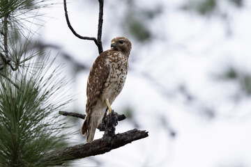 Red tailed hawk