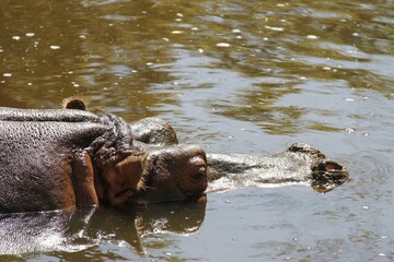 Hipopótamo no lago 