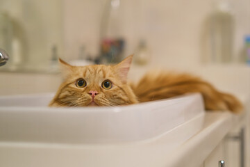 Ginger tabby cat is in the sink. Pet in the bathroom. Cat in a white sink.