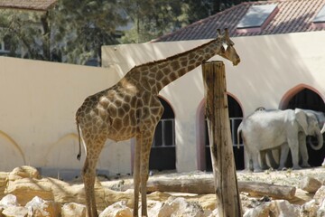 girafa no zoo com elefantes 
