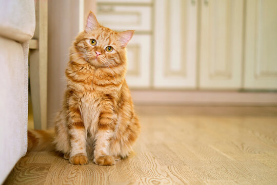The fat cat in living room at home, space for text. kitchen in the background. Cute pet concept. cat sitting on the floor at home. Copy space, close up. Adorable domestic pet