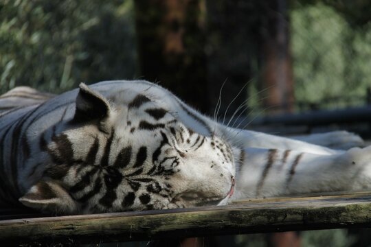 Tigre branco a dormir 