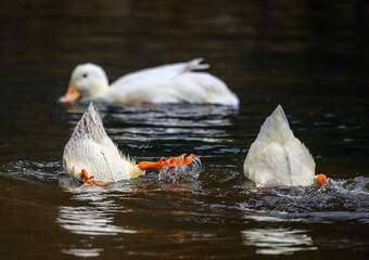 Three ducks with two diving showing their tail feathers and feet. Two white ducks and one brown duck. Ducks on one of the Keston Ponds in Keston, Kent, UK.