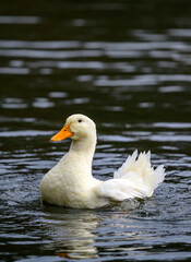 A white duck swimming on the water. A duck on one of the Keston Ponds in Keston, Kent, UK.