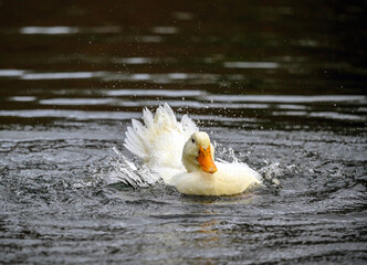 A white duck ruffling its feathers. A duck on one of the Keston Ponds in Keston, Kent, UK.