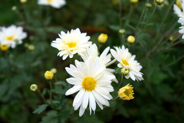 Fresh Blomming Dalmatian pellitory Flower in North Bengal offbeat Village