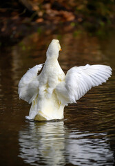 A white duck flapping its wings facing away. A duck on one of the Keston Ponds in Keston, Kent, UK.