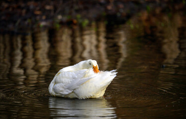 A white duck swimming on the water preening its tail feathers. A duck on one of the Keston Ponds in Keston, Kent, UK.