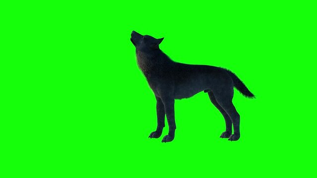 silhouette of wolf howling at the full moon  3d render  on a green background