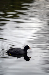 A coot swimming on a lake with its reflection in the water. Coot (Fulica atra) on one of the Keston Ponds in Keston, Kent, UK.