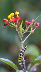 Monarch caterpillar on a milkweed plant with flowers, in the Intag Valley, outside of Apuela, Ecuador