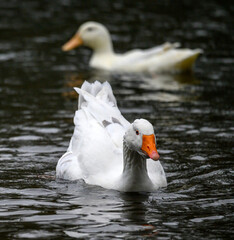 A white goose with orange beak swimming on a lake with a white duck behind. A goose on one of the Keston Ponds in Keston, Kent, UK.