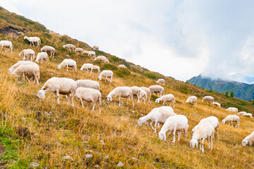Large herd of sheep grazing in alpine meadows and unites with mountain nature. Fluffy animals feed...