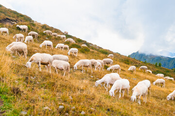 Obraz premium Large herd of sheep grazing in alpine meadows and unites with mountain nature. Fluffy animals feed on hillside meadow of Alpine mountains