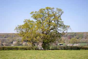 Obraz premium Old oak trees in the Springtime.