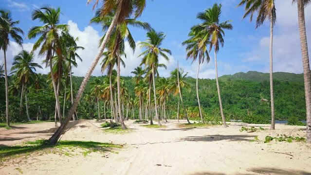 Beautiful tropical beach on an island in the Dominican Republic with coconut trees and blue sky on the background. Sunny day on the picturesque Caribbean coast. Paradise palm island. 