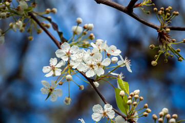 Callery Pear Tree White Flowers on an early Spring Day 1