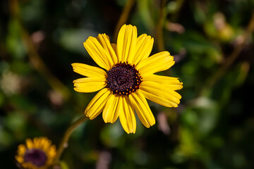 Small Sunflowers on an early Spring Day 3