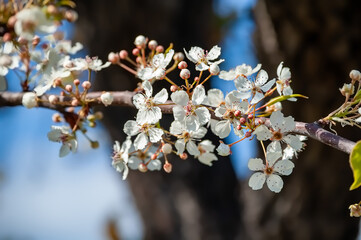 Callery Pear Tree White Flowers on an early Spring Day 2