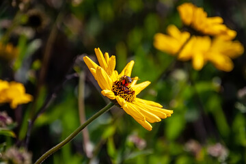Bee Enjoying Yellow Sunflower on an early Spring Day 1