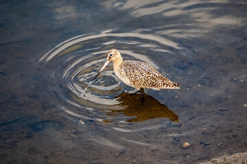 Piper on the Hunt in the Shallows