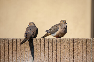 Mourning Doves resting on a Warm Day