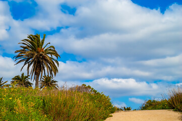 Palm Tree and Trail Against the Open Sky