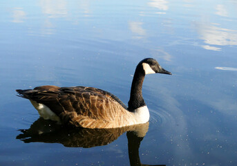 View on a Canada goose on the water. A black goose of the Anatidae family.