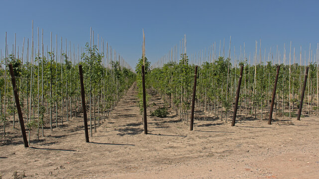 Rows of young trees in a nursery on a sunny day with clear blue sky in Flanders, Belgium