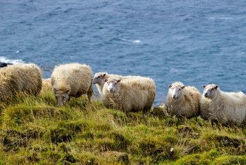 Obraz premium Icelandic Sheep Graze in the Mountain Meadow near Ocean Coastline, Group of Domestic Animal in Pure and Clear Nature. Ecologically Clean Lamb Meat and Wool Production. Scenic Area