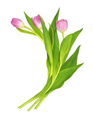 Spring pink tulip flowers isolated on white or transparent background