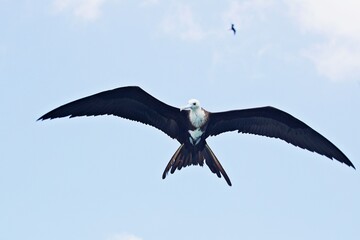 Fregattvogel im Flug