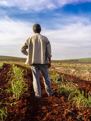 Fototapeta premium PIracicaba, Sao Paulo, Brazil, August 09, 2007. Farmer from the back looks at the sugarcane plantation of his farm in the countryside of Piracicaba