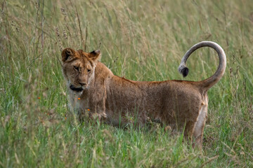 Portrait of a lioness in the Masai Mara, Kenya