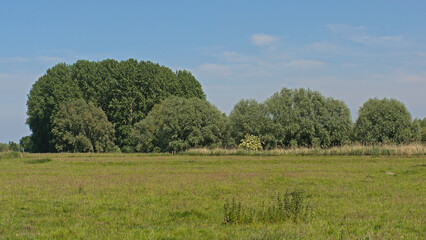 Fototapeta premium Sunny meadow with trees in Kalkense meersen nature reserve, Flanders, Belgium