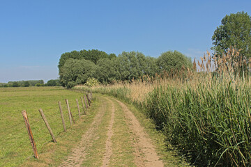 Fototapeta na wymiar Dirt road between a meadow and corn field in the Flemish countryside