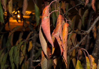 Red leaves of a cherry tree on a black background. Withering flora in autumn.