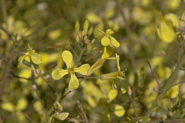 Bright yellow white mustard flowers, closeup, selective focus  with bokeh background - Sinapis alba