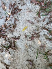 texture wallpaper close up 