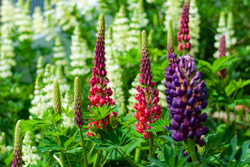 lupinus or lupinos