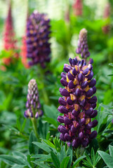 Close up of a purple lupinus