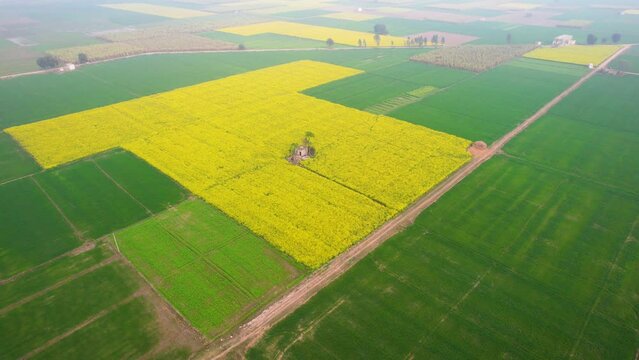 aerial drone shot flying forward over yellow and green mustard feilds with house in between near rajasthan punjab in India Asia