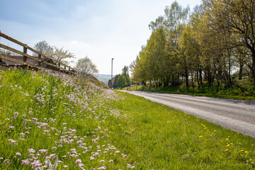 Wild flowers along the roadside.