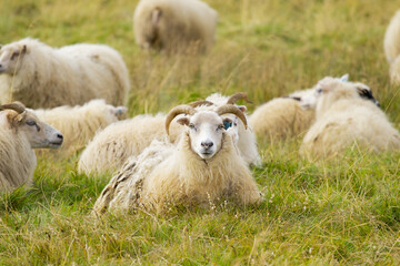 Icelandic Sheep Graze in the Mountain Meadow, Group of Domestic Animal in Pure and Clear Nature. Beautiful Icelandic Highlands. Ecologically Clean Lamb Meat and Wool Production. Scenic Area