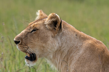 Portrait of a lioness in the Masai Mara, Kenya